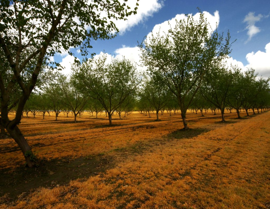 Field of hazelnut trees in Oregon